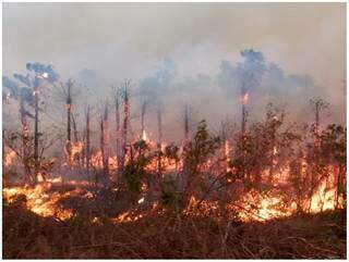 Incêndios se alastram pela planície e próximos meses devem ser ainda piores. (Foto: Sociedad Boliviana de Derecho Ambiental)