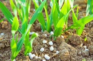 Medida reduz ICMS cobrado no valor dos fertilizantes para o agronegócio. (Arquivo)