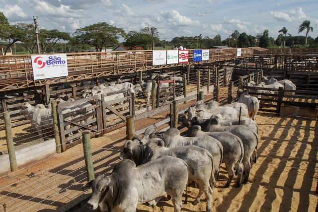 Pandemia provoca adiamento da maior feira agropecu&aacute;ria do interior de MS