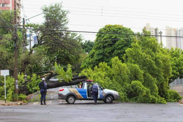 Temporal derruba sibipiruna de mais de 10 metros na Ant&ocirc;nio Maria Coelho