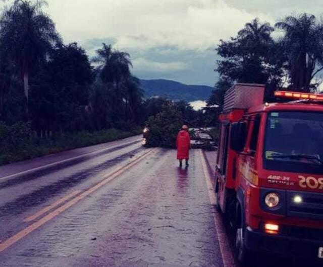 Chuvas Fortes E Ventania Derrubam Rvores Em Casas E Na Estrada Interior Campo Grande News