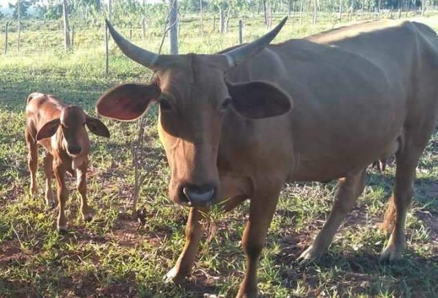 No assentamento Estrela, outros dois foram v&iacute;timas da falsa compra de gado 