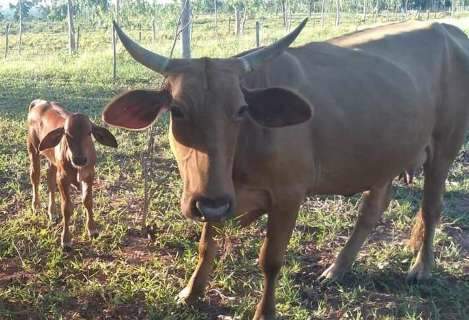 No assentamento Estrela, outros dois foram vítimas da falsa compra de gado 