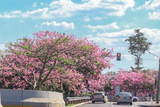 Dia amanhece com friozinho, mas feriado ser&aacute; de sol, segundo a previs&atilde;o 