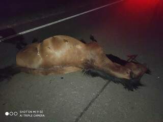 Um dos animais atingido por veículos na MS-395 próximo a Bataguassu (Foto: Divulgação)