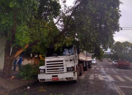 Vento de 93 km por hora derruba árvores e destelha casas em Ivinhema