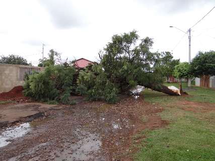 Queda de árvore no Nova Campo Grande gera transtorno a moradores