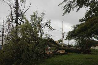 Árvore de grande porte caiu na Rua Coronel Ponciano em frente ao cemitério (Foto: Helio de Freitas)