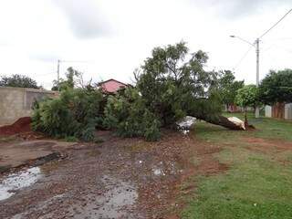 Árvore caiu no Bairro Nova Campo Grande (Foto: Direto das Ruas)