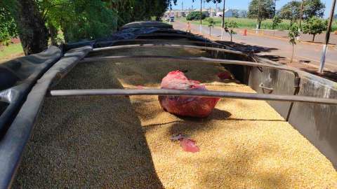 Motorista &eacute; preso transportando cerca de 5 toneladas de maconha em carreta