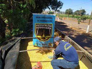 Maconha apreendida em carreta totaliza 5,5 toneladas