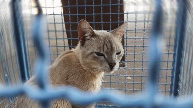 Agendamento para castra&ccedil;&atilde;o de felinos est&aacute; suspenso no CCZ da Capital