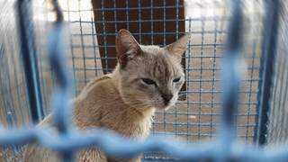 Agendamento para castra&ccedil;&atilde;o de felinos est&aacute; suspenso no CCZ da Capital