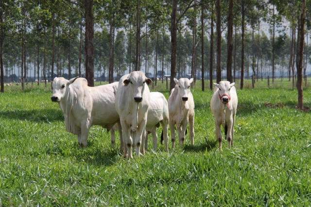 Produ&ccedil;&atilde;o agropecu&aacute;ria de MS deve ter rendimento 14,5% neste ano