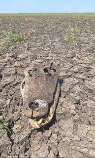 Foto de cargaça de animal em terreno completamente seco, divulgada por Ângelo Rabelo. (Foto: Reprodução Instagram)