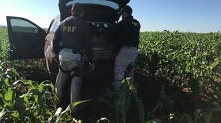Traficante abandona carro com 389 quilos de maconha em planta&ccedil;&atilde;o de milho 