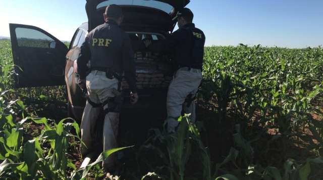 Traficante abandona carro com 389 quilos de maconha em planta&ccedil;&atilde;o de milho 
