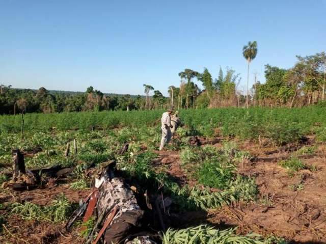 Tr&ecirc;s homens s&atilde;o mortos em &aacute;rea de produ&ccedil;&atilde;o de maconha na fronteira