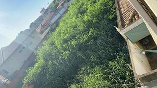 Vegetação ultrapassa muros vizinhos no bairro Monte Castelo. (Foto: Direto das Ruas)