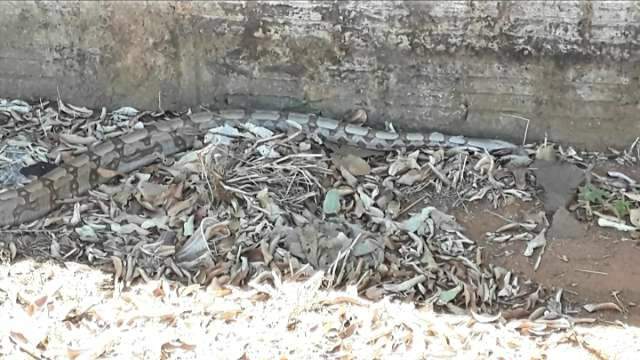 Jiboia de 2 metros &eacute; capturada no centro de cidade de MS