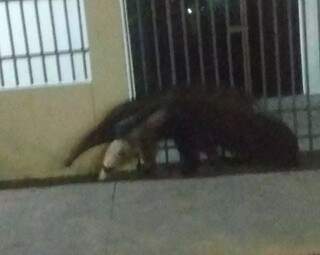 O animal caminhava tranquilamente na frente de residência quando foi fotografado por moradora (Foto: Direto das ruas)