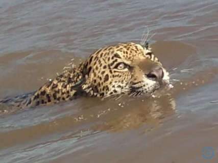 Pescadores registram momento em que on&ccedil;a atravessa Rio Taquari