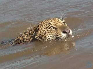 Onça atravessou o Rio Taquari na região da Barrinha com Pequi. (Foto: Reprodução/ Rogério Ribeiro)