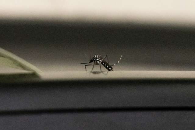 Mais tr&ecirc;s morrem de dengue em MS; maioria &eacute; homem com menos de 60 anos