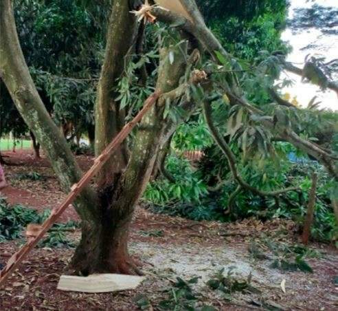 Homem &eacute; atingido por galho e morre enquanto fazia poda