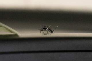 Mais tr&ecirc;s morrem de dengue em MS; maioria &eacute; homem com menos de 60 anos