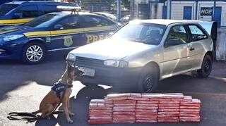 C&atilde;es encontram 104 tabletes de maconha em bancos e sob lataria de ve&iacute;culo 