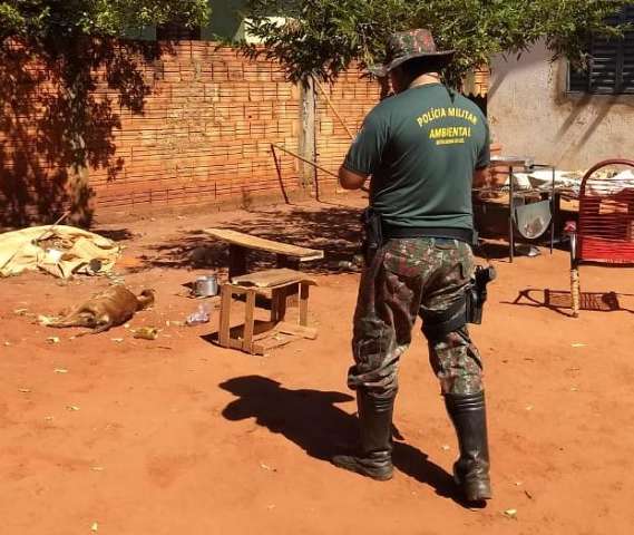 PMA encontra um c&atilde;o morto e dois subnutridos e dona &eacute; multada em R$ 3 mil