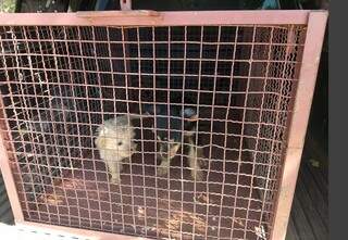 PMA encontra um c&atilde;o morto e dois subnutridos e dona &eacute; multada em R$ 3 mil