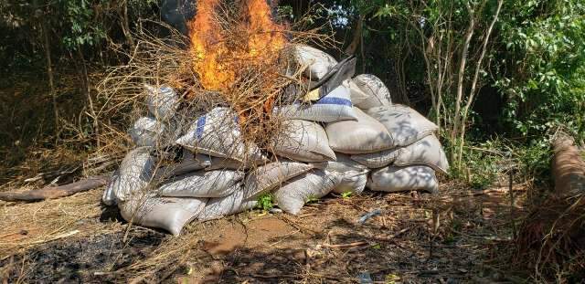 Paraguai destr&oacute;i centro de produ&ccedil;&atilde;o com 36 toneladas de maconha 
