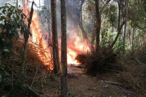 Senad destr&oacute;i acampanhamentos e 5 hectares de maconha em reserva na fronteira