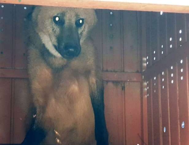 Lobo-guar&aacute; perambula por ruas e invade posto de sa&uacute;de em cidade de MS