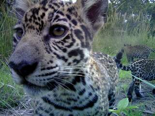 Um dos filhotes da fêmea de onça-pintada dá um close na câmera do projeto Conexão Jaguar (Foto: Divulgação/IHP)