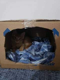 Agora Simba ganhou uma casinha de papelão feita com carinho para ele. (Foto: Arquivo pessoal)