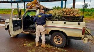 Trio &eacute; flagrado com 179 quilos de maconha sob carga de abacaxi na BR-463