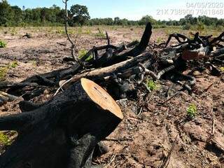 Troncos de árvores queimadas durante o incêndio. (Foto: Divulgação) 