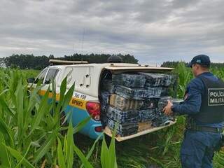 Polícia encontra 600 kg de maconha em plantação de milho Polícia encontra 600 kg de maconha em plantação de milho