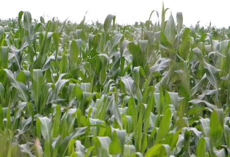 Previsão de geada nesta semana em MS preocupa produtores de milho