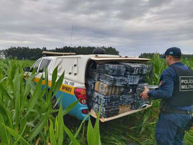 Pol&iacute;cia encontra 600 kg de maconha em planta&ccedil;&atilde;o de milho