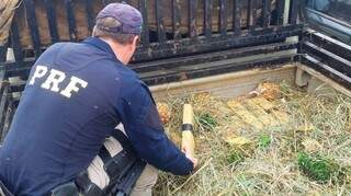 Trio &eacute; flagrado com 179 quilos de maconha sob carga de abacaxi na BR-463