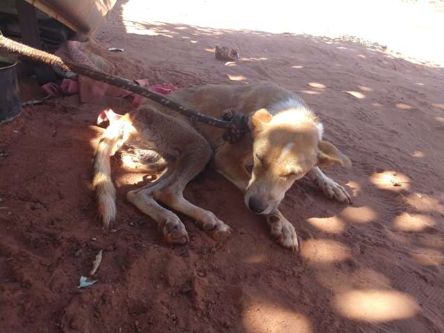 Ap&oacute;s den&uacute;ncia, pol&iacute;cia resgata c&atilde;es que viviam amarrados sem &aacute;gua e comida 