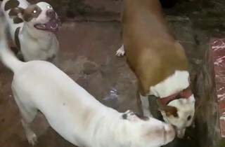 Fam&iacute;lia de pitbulls &eacute; envenenada e moradora desconfia de tentativa de furto 