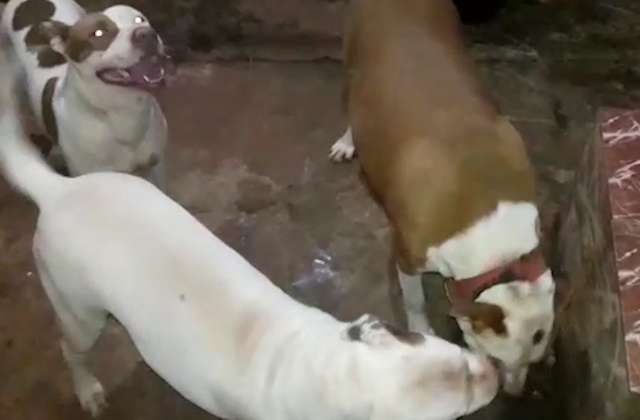 Fam&iacute;lia de pitbulls &eacute; envenenada e moradora desconfia de tentativa de furto 