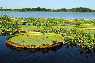 Vitória-Régia, uma planta da Amazônia que embeleza o Pantanal sul-mato-grossense, a espera dos turistas quando a pandemia passar (Foto: Reprodução)