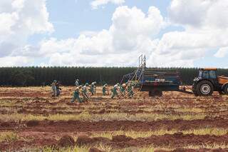 Área de plantio de eucalipto da Frigg em Ribas, que uniu serviço com outras duas empresas da área e gerou contágio que veio da Eldorado em Três Lagoas (Foto: Divulgação)