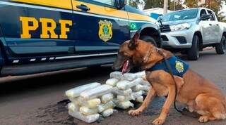 C&atilde;o da PRF encontra 25,5 quilos de maconha em tanque de combust&iacute;vel 